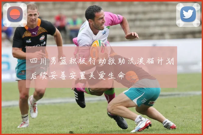 四川男篮积极行动救助流浪猫计划后续妥善安置关爱生命